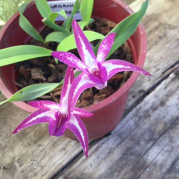 plant image 232597