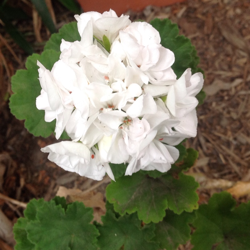 Plant image Pelargonium 'Graffiti White' (Graffiti Series)