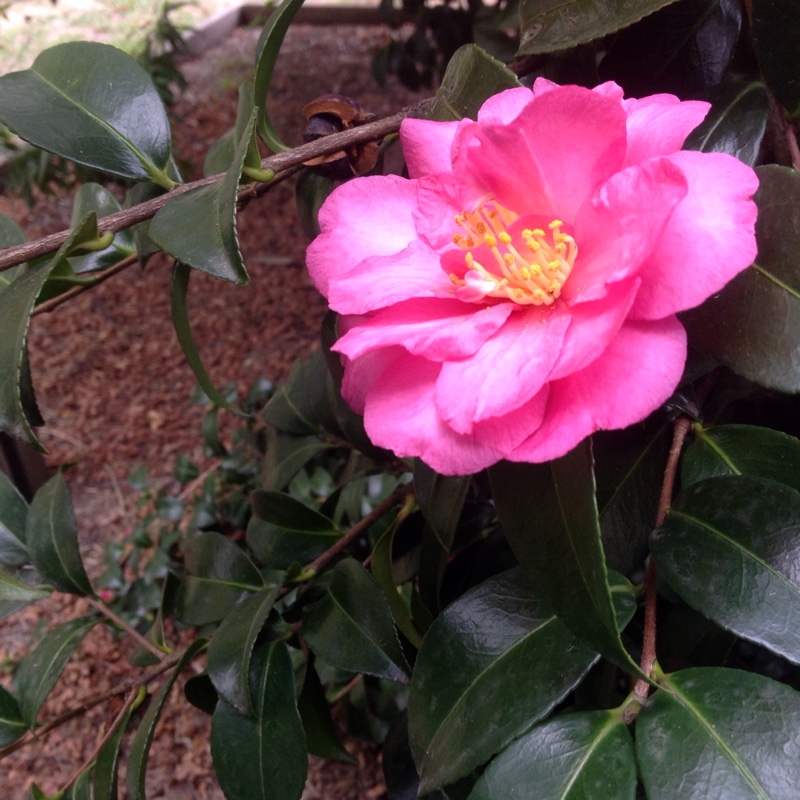 Plant image Camellia sasanqua 'Starry Eyes'