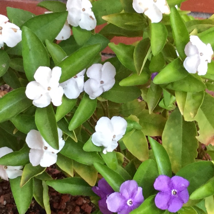 Plant image Brunfelsia Bonodora