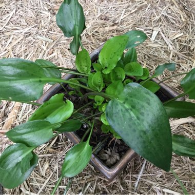Arisarum Vulgare