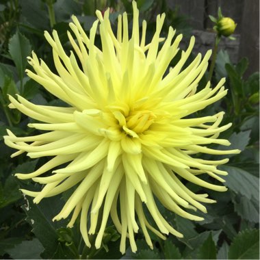Dahlia (Border Varieties)