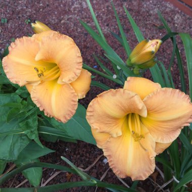 Hemerocallis