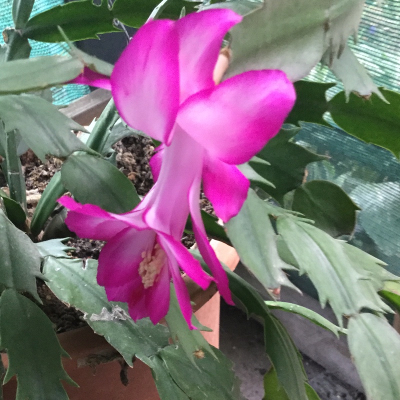 Schlumbergera truncata Bolero