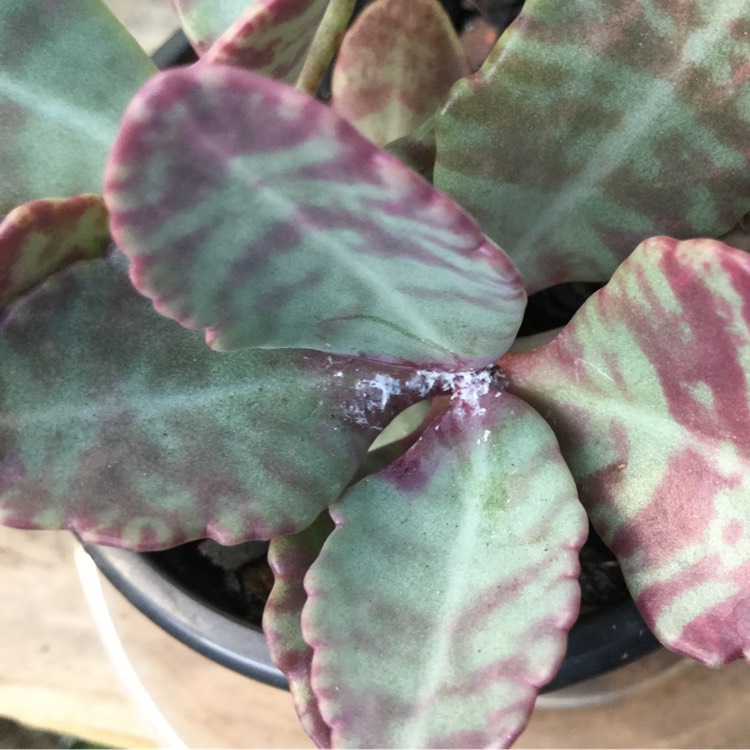 plant image 306344