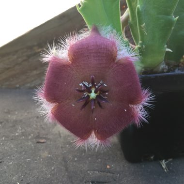 Stapelia grandiflora var compacta