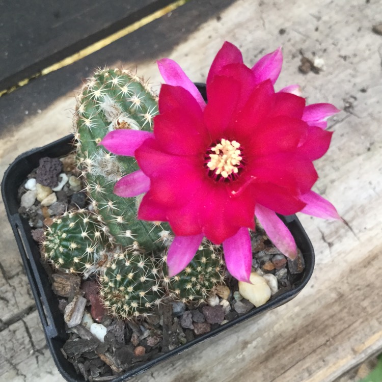 Plant image x Chamaelopsis