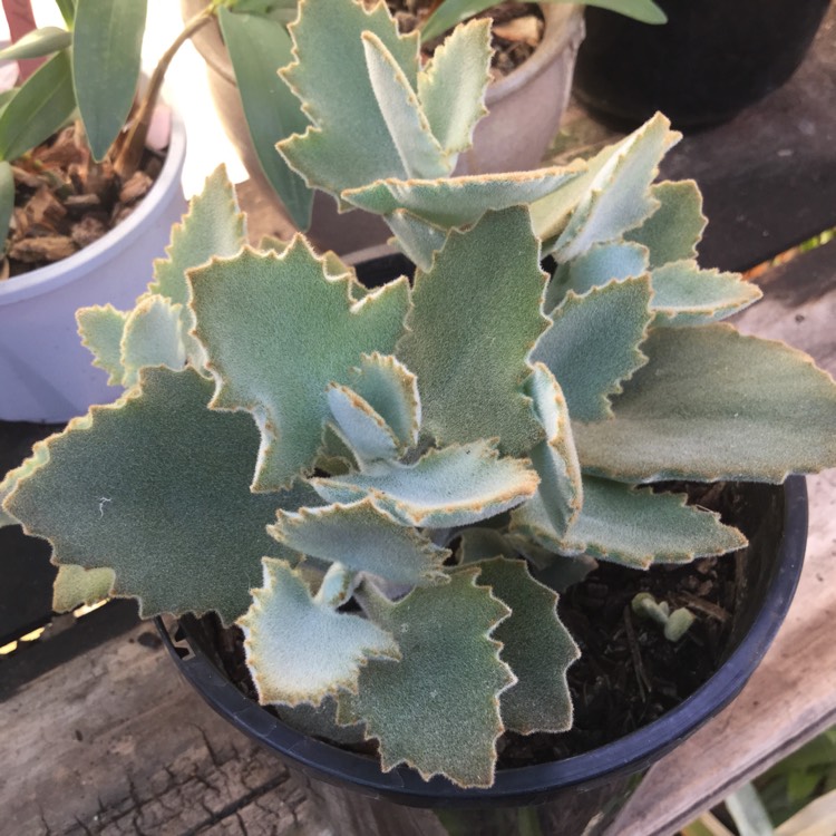 Plant image Kalanchoe Beharensis