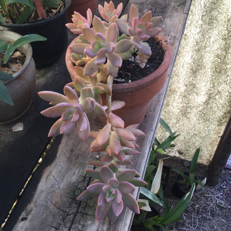 Plant image Sedum 'Pat's Pink' syn. Sedeveria 'Pat's Pink', Sedum 'Pam's Pink'