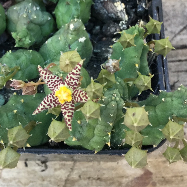 plant image 358986