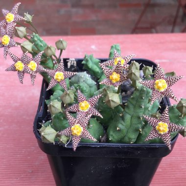 Piaranthus geminatus