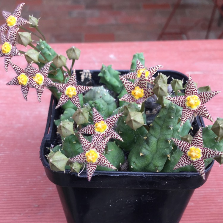Plant image Piaranthus geminatus