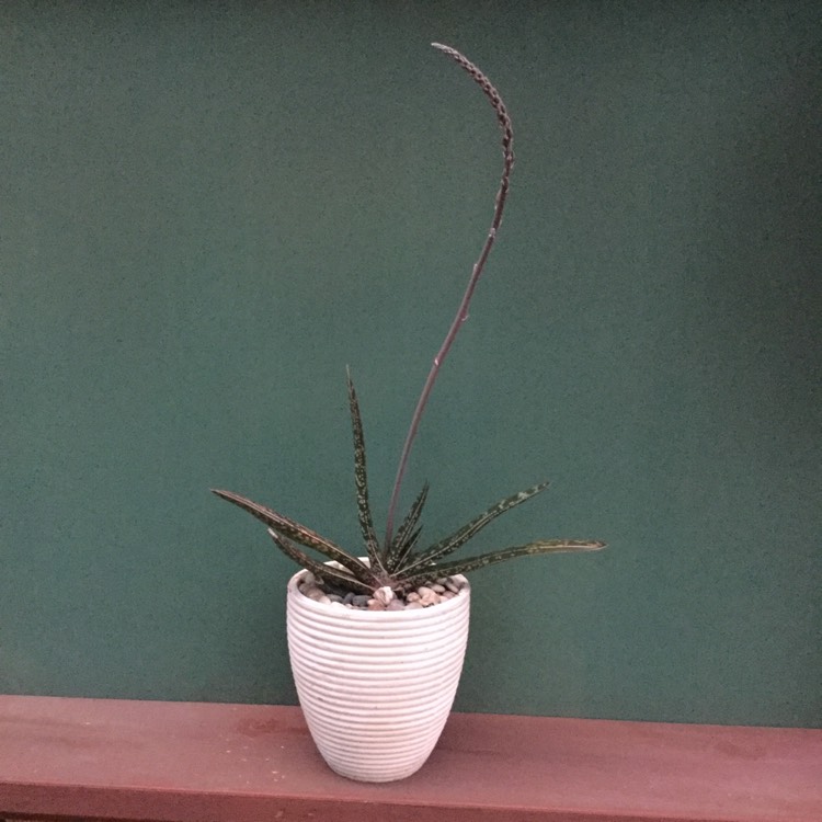 Plant image Gasteria acinacifolia