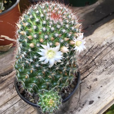 Mammillaria zeilmanniana