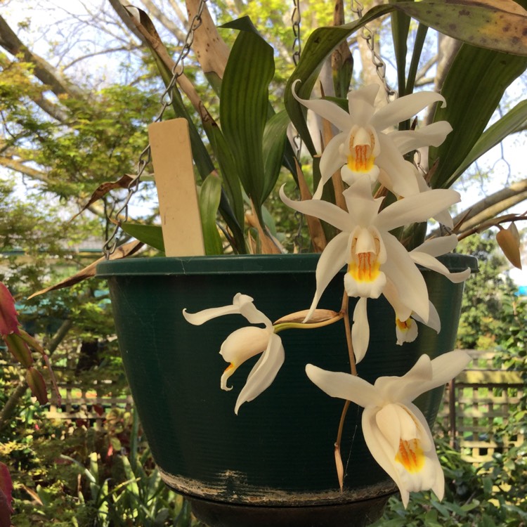 Plant image Coelogyne Cristata Orchid