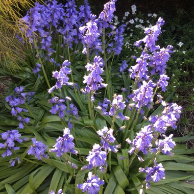 Hyacinthoides hispanica