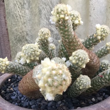 Mammillaria elongata