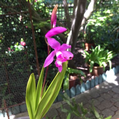 Bletilla striata
