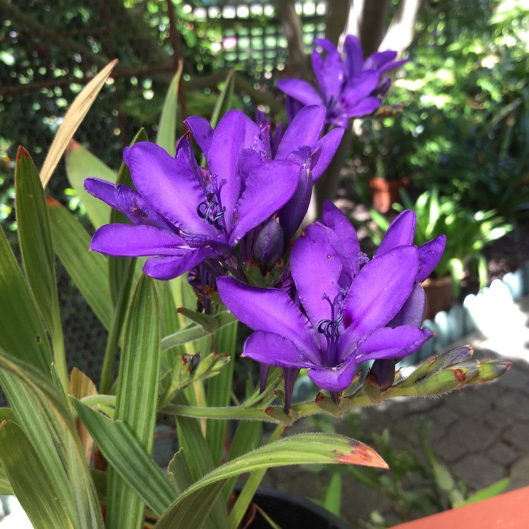 Plant image Babiana stricta