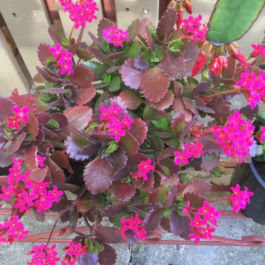 Kalanchoe