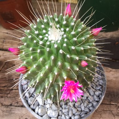 Mammillaria spinosissima 'Un Pico'
