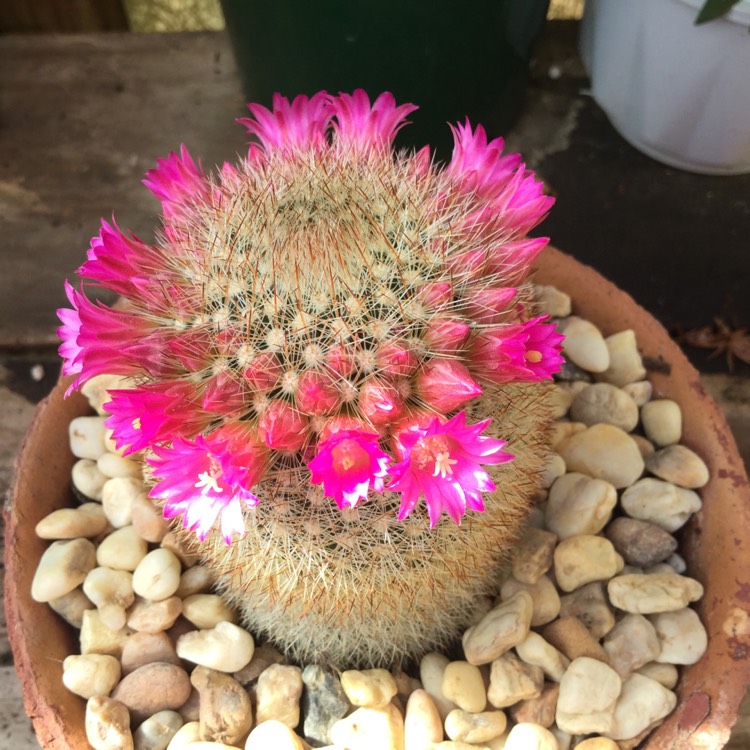 plant image 572551