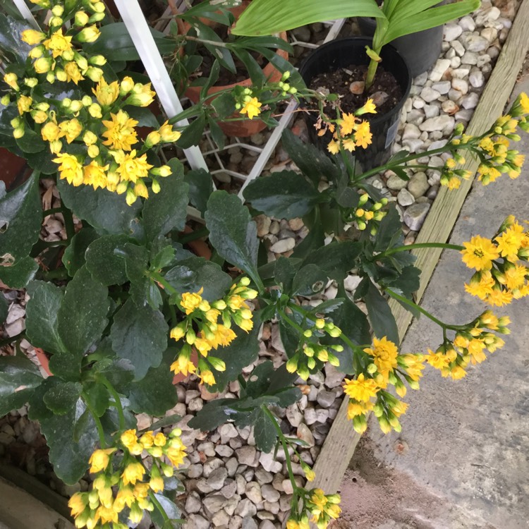 plant image 576958