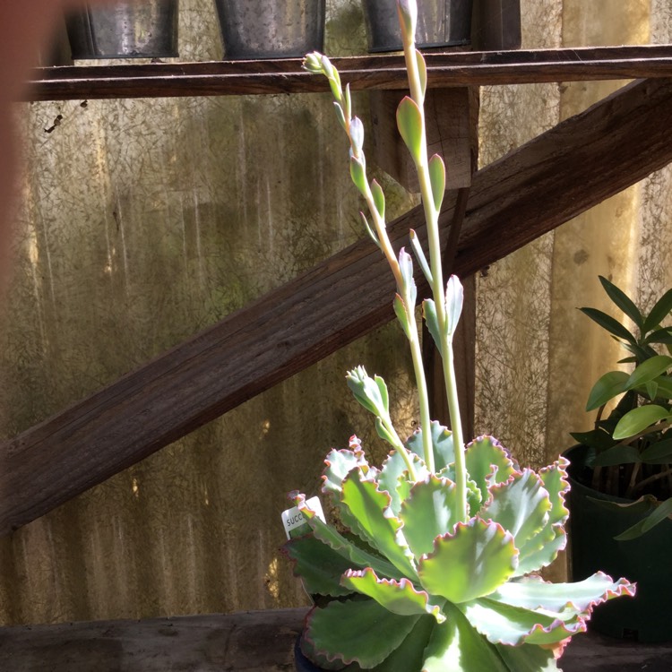 Plant image Echeveria Shaviana Truffles