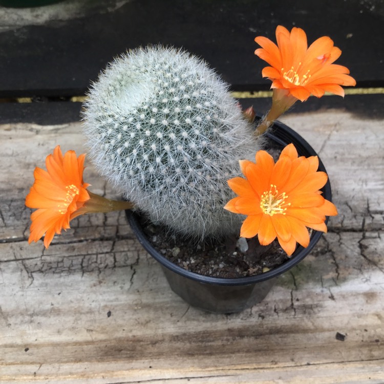Plant image Mammillaria schwartzii