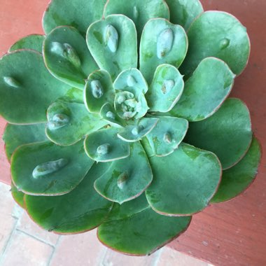 Echeveria Raindrops