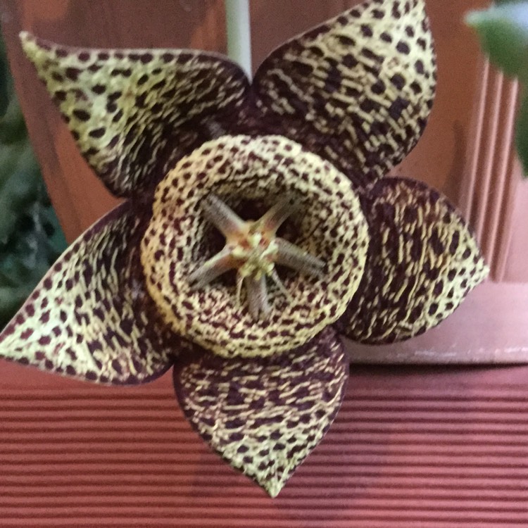 plant image 628139 plant image 628139