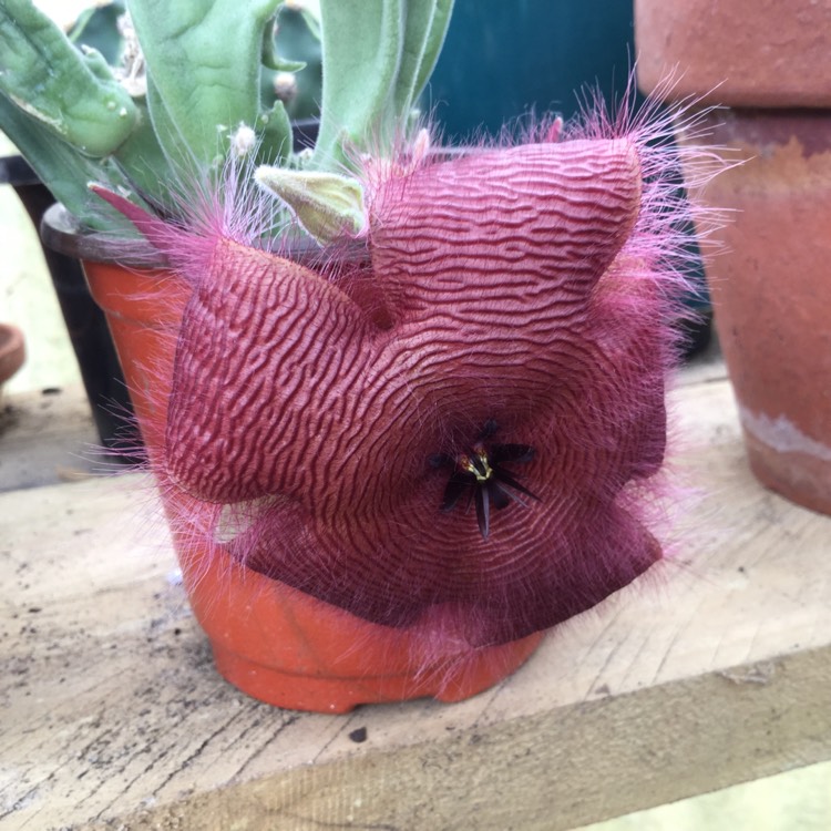 plant image 641149