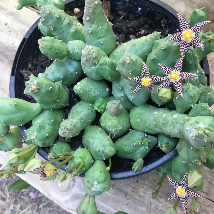 plant image 653513