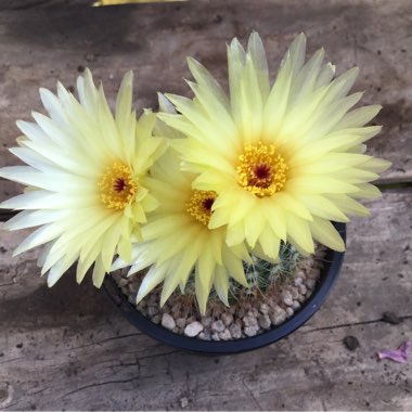 Parodia  syn. Notocactus