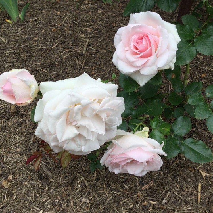 Plant image Rosa 'Mothers Love'