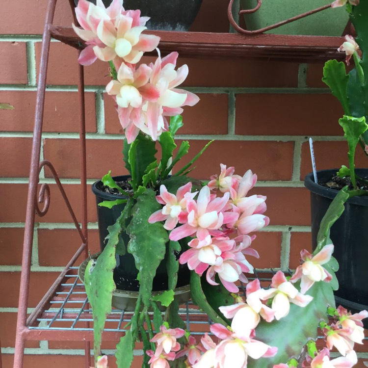 plant image 885120 plant image 885120