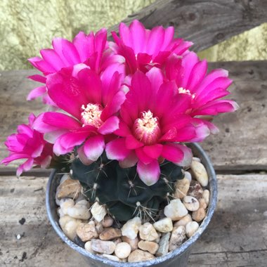 Gymnocalycium baldianum