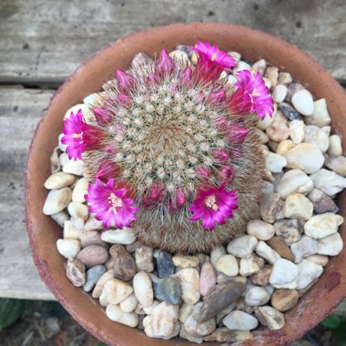 Mammillaria