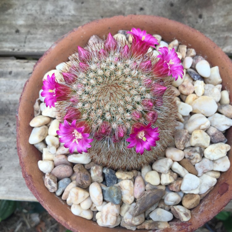 Plant image Mammillaria