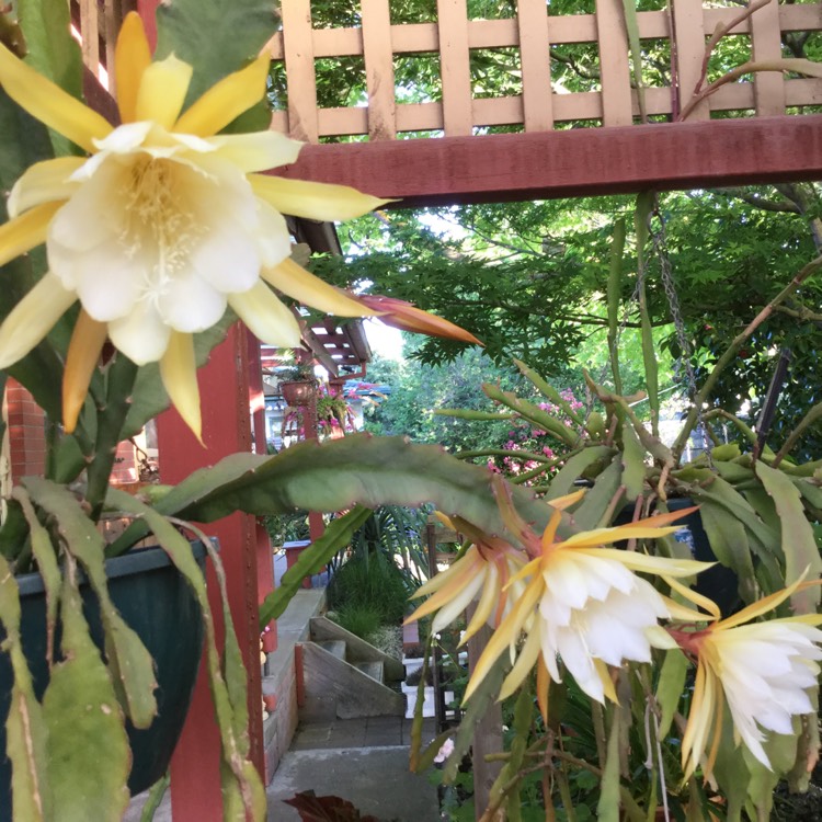 plant image 898935