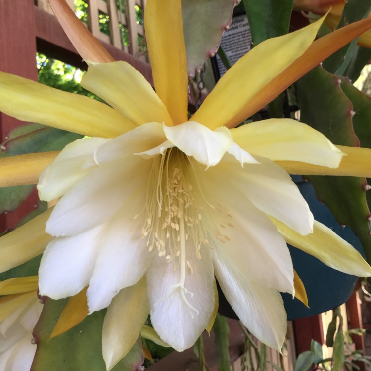 plant image 898936