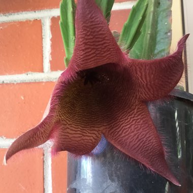 Stapelia grandiflora