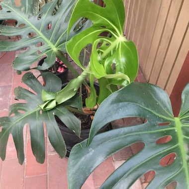 Monstera deliciosa