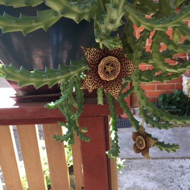 Orbea variegata