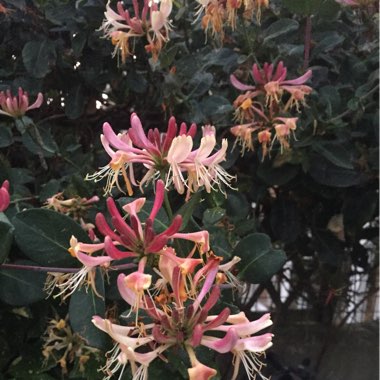 Honeysuckle