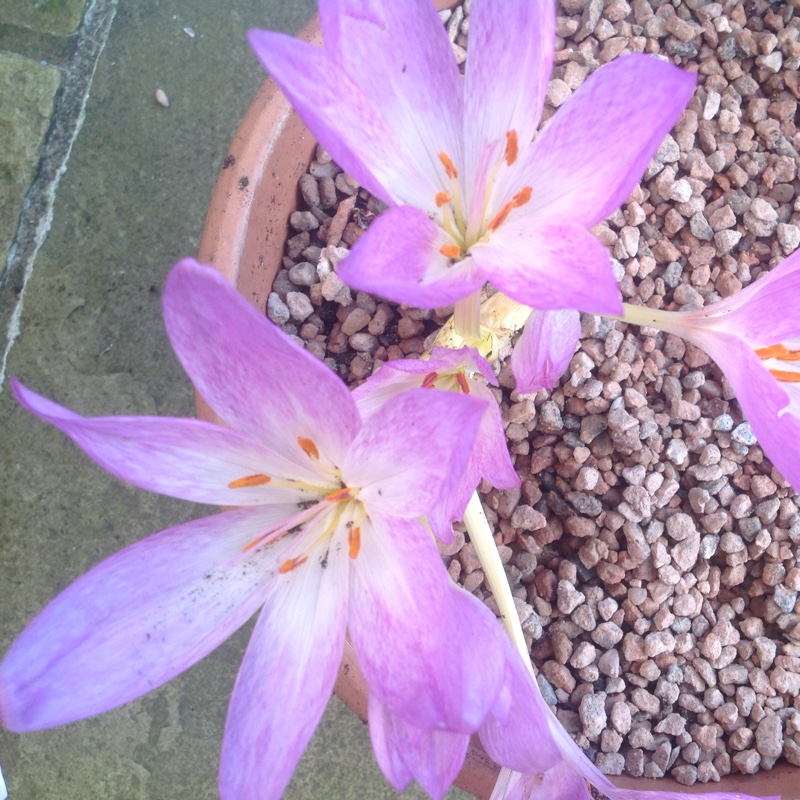 plant image 45539