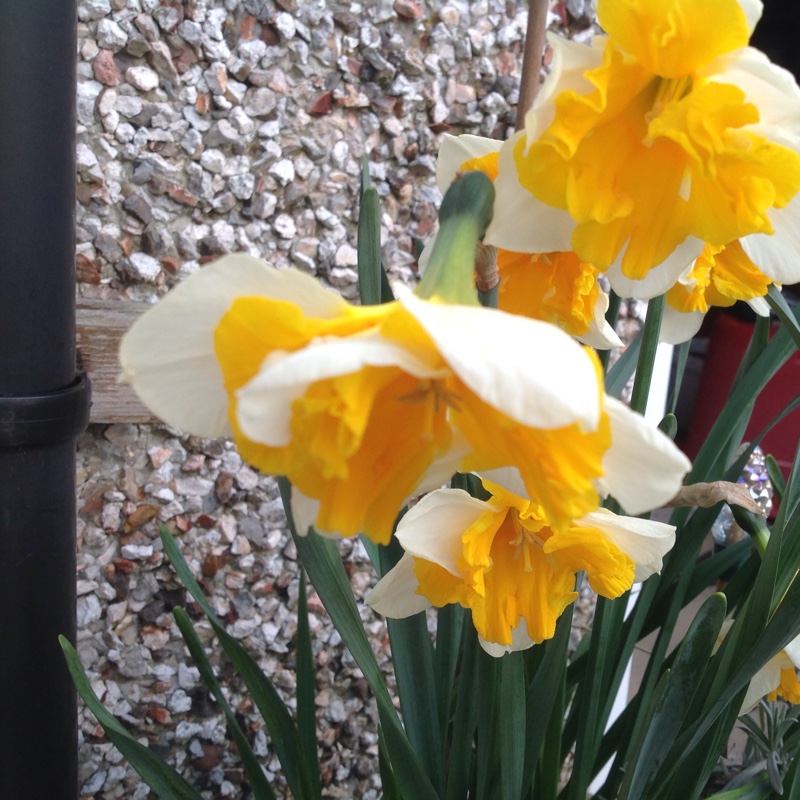 plant image 45807