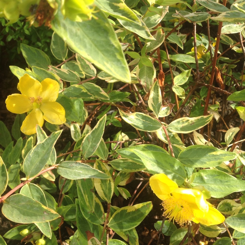 Plant image Hypericum x moserianum 'Little Misstery'