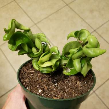 Hoya carnosa 'Compacta'