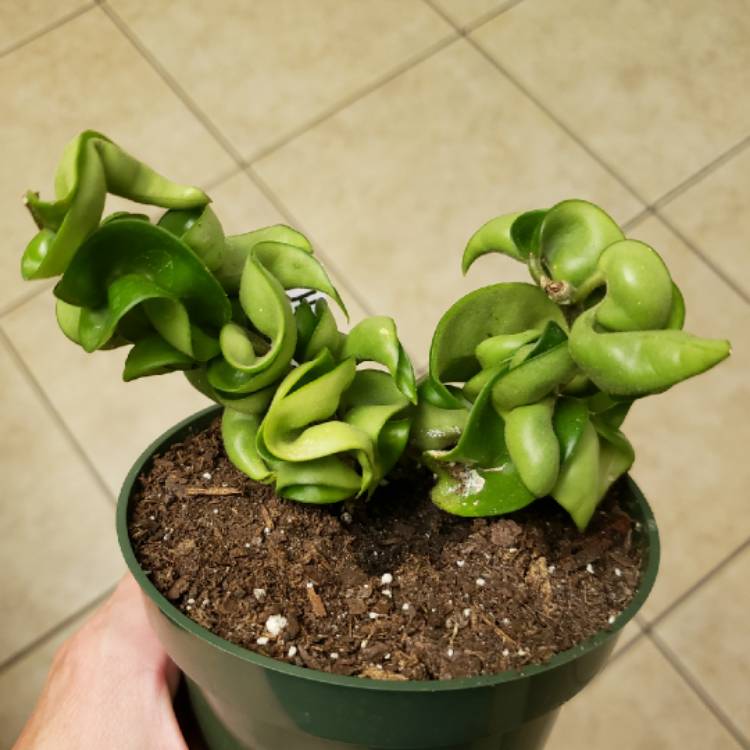 plant image 1376396